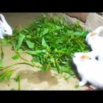 Amazing funny white rabbit / Funny White Rabbit Eating Grass / Cute Little Giant Bunny