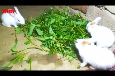 Amazing funny white rabbit / Funny White Rabbit Eating Grass / Cute Little Giant Bunny