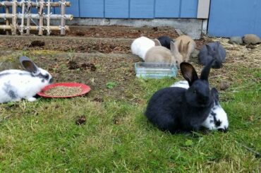 Baby Bunnies