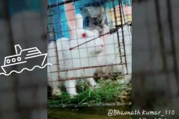 Izhar by two cute baby rabbit 🐇🐇🐇🐰🐰