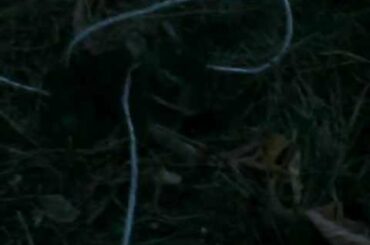 BABY RABBIT CAME OUT OF THE NEST FOR THE FIRST TIME