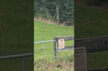 Cute Bunny gets a pressent