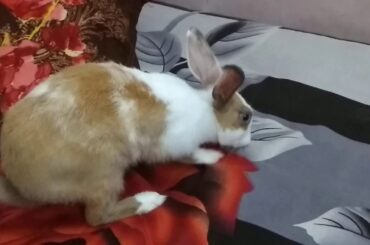 Rabbit , rabbit video, rabbit funny video, bunny video, baby bunny