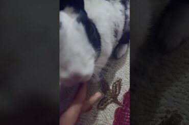 Cute Bunny licking his owner