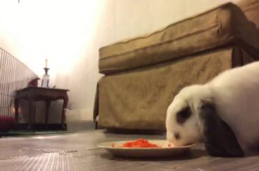 Holland Lop Rabbit eating Carrots:)