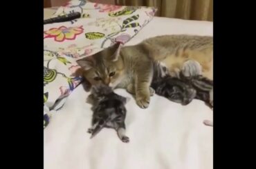 Cute baby animals Videos Compilation cute moment of the animals   Soo Cute! #56