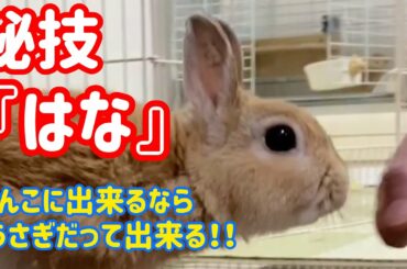 【うさぎ】ぴょんきちの秘技『はな』を見てね！【かわいい】Cute rabbit secret technique #22