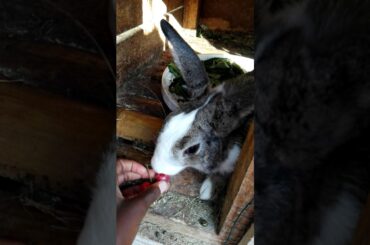 Feeding cute Bunnies!😍❤