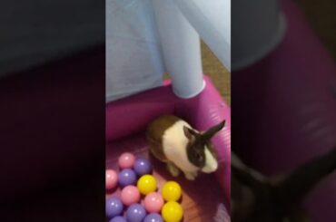 CUTEST BUNNY EVER!!! MUST WATCH!!!