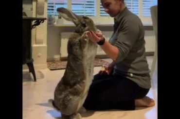Cute Giant Rabbit