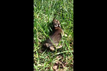 Cute bunny baby rabbit newborn