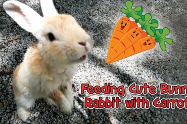 Feeding cute bunny rabbit with carrot