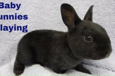 Rescue Rabbits Summer and Blossoms Two and Three  Week old Baby bunnies