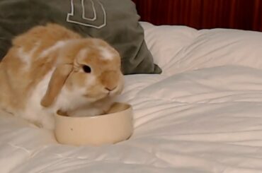 😍🐰SUPER CUTE BUNNY EATS CRUNCHY FOOD 🍬[ASMR]