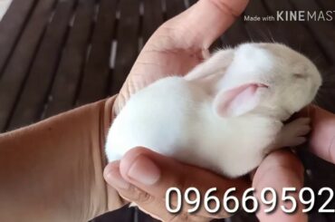 baby rabbit now is big