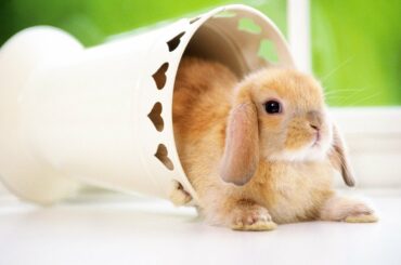 Ultimate A Funny And Cute Bunny Rabbit Videos Compilation