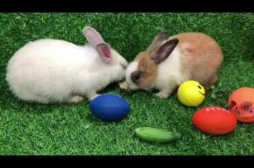 CUTE RABBIT VIDEO-PART#1-YOU CREATOR SA