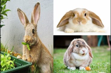 Rabbitry in Masbate, Philippines