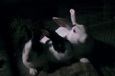 Cute rabbits