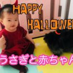 【ハロウィンパーティ】うさぎと赤ちゃんのハロウィンパーティ/ Rabbit and baby Halloween party