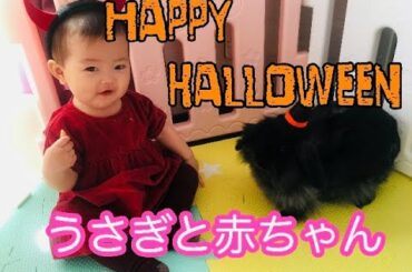 【ハロウィンパーティ】うさぎと赤ちゃんのハロウィンパーティ/ Rabbit and baby Halloween party
