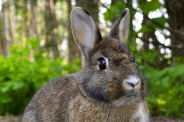 Rabbits are much more than the cute,