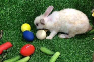 CUTE RABBITS VIDEO PART#2-YOU CREATOR SA