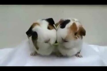New Whatsapp status 2018 funny rabbit