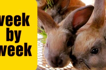 Raising Meat Rabbits - Rabbit Losing Hair