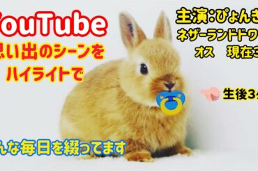 【うさぎ】ぴょんきちの思い出と自己紹介【かわいい】Cute rabbit memories and Self-introduction #23