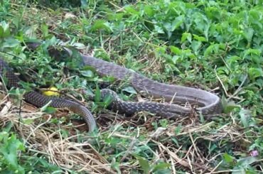 rat snakes eating baby rabbit.MOV