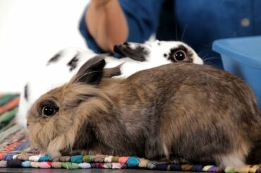 Why Are So Many Rabbits in Shelters? | Pet Rabbits