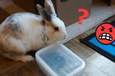 Pranking My RABBIT at Snack Time