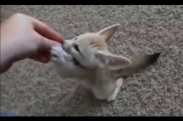 Training the Baby Fennec Fox to Sit