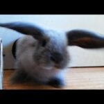 Cutest Rabbit ever is shocked by video camera! - Mini Lop bunny 8 weeks old #2