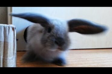 Cutest Rabbit ever is shocked by video camera! - Mini Lop bunny 8 weeks old #2