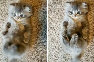 Adorable Kitten Kicks Like Bunny