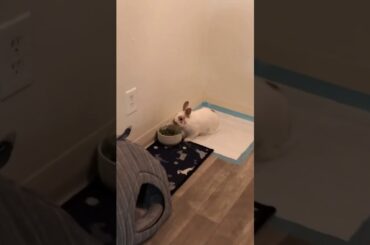 Meet our babies (bunny rabbits)
