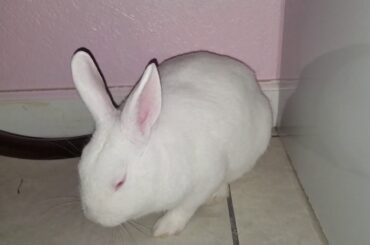 Mi Conejita Bunny🐰💖🐰Cute
