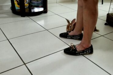 My beautiful rabbit