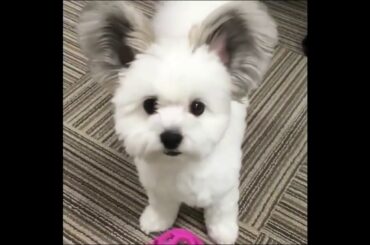 Cute baby animals Videos Compilation cute moment of the animals   Soo Cute! #45