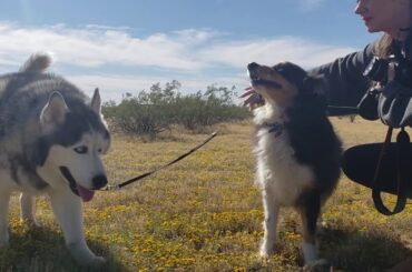 Today's walk Tigger and Raffey find a rabbit.  So cute