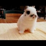 cute baby dwarf bunny