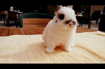 cute baby dwarf bunny