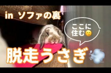 【うさぎ】ホーランドロップイヤーが脱走して手の届かないところへ行ってしまいました！〜Rabbit's escape〜