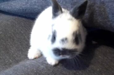 Cutest Baby Bunny EVER! Cotton Tails