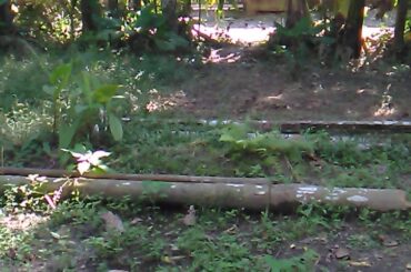 My pet rabbit playing in garden