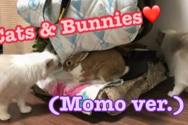 Bunnies and cats【Ragdoll cats】【adorable cute animals】