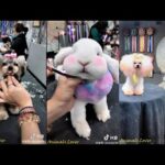 Tiktok China / Douyin Cutest and Funniest Rabbit and Puppy Haircut 2019