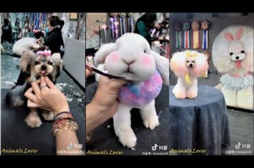 Tiktok China / Douyin Cutest and Funniest Rabbit and Puppy Haircut 2019